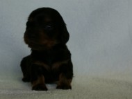 2012.3.3生まれ「ももの子」ブラック＆タン　女の子