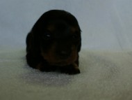 2012.3.3生まれ「ももの子」ブラック＆タン　女の子