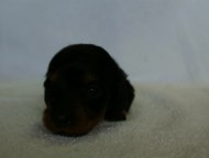 2012.3.3生まれ「ももの子」ブラック＆タン　女の子