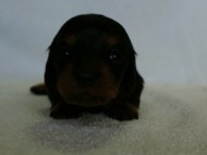 2012.3.3生まれ「ももの子」ブラック＆タン　女の子