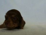 2012.3.5生まれ「エルナの子」チョコ＆クリーム　女の子