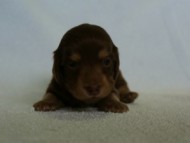 2012.3.5生まれ「エルナの子」チョコ＆クリーム　女の子