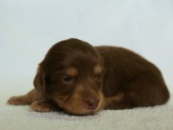 2012.3.5生まれ「エルナの子」チョコ＆クリーム　女の子