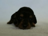 2012.3.5生まれ「エルナの子」ブラック＆タン　男の子