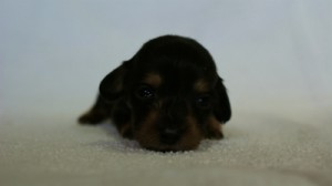 2012.3.5生まれ「エルナの子」ブラック&タン 男の子 2012.3.5生まれ「エルナの子」ブラック&タン 男の子