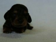 2012.3.5生まれ「エルナの子」ブラック＆タン　男の子