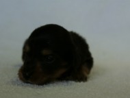 2012.3.5生まれ「エルナの子」ブラック＆タン　男の子