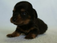 2012.3.5生まれ「エルナの子」ブラック＆タン　男の子