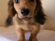 香川県　カニヘンダックス