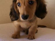 香川県 カニヘンダックス 香川県 カニヘンダックス