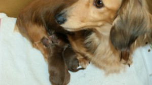 子犬 出産 カニンヘン ダックスフンドのシェリー 子犬 出産 カニンヘン ダックスフンドのシェリー