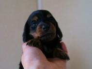 2012.3.3生まれ「ももの子」ブラック＆タン　女の子　子犬