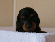 2012.3.3生まれ「ももの子」ブラック＆タン　女の子　子犬