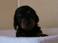 2012.3.3生まれ「ももの子」ブラック＆タン　女の子　子犬