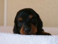 2012.3.3生まれ「ももの子」ブラック＆タン　女の子　子犬