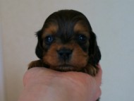 2012.3.3生まれ「ももの子」シューデットレット　男の子