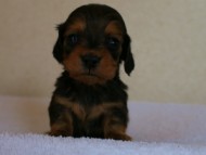 2012.3.3生まれ「ももの子」シューデットレット　男の子