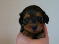 2012.3.3生まれ「ももの子」シューデットレット　男の子