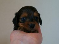 2012.3.3生まれ「ももの子」シューデットレット　男の子　子犬