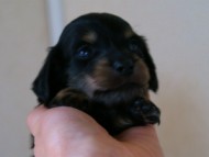 2012.3.3生まれ「ももの子」ブラック＆クリーム　女の子　子犬