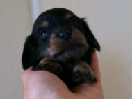 2012.3.3生まれ「ももの子」ブラック＆クリーム　女の子　子犬