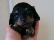 2012.3.3生まれ「ももの子」ブラック＆クリーム　女の子　子犬