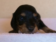 2012.3.11生まれ「シャーディーの子」ブラック&クリーム　男の子　子犬