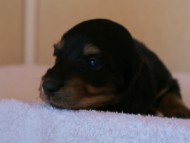 2012.3.11生まれ「シャーディーの子」ブラック&クリーム　男の子　子犬