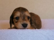 2012.3.11生まれ「シャーディー」の子犬　シューデットクリーム男の子