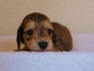 2012.3.11生まれ「シャーディー」の子犬　シューデットクリーム男の子