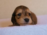 2012.3.11生まれ「シャーディー」の子犬　シューデットクリーム男の子