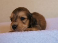 2012.3.11生まれ「シャーディー」の子犬　シューデットクリーム男の子