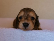 2012.3.11生まれ「シャーディー」の子犬　シューデットクリーム男の子