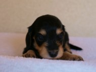 カニンヘンダックス　ブラック&クリーム　子犬　女の子