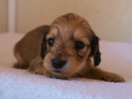 カニンヘンダックス　シューデットクリーム　子犬　女の子