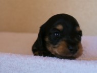 カニンヘンダックス　ブラック&クリーム　子犬　男の子