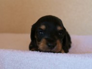 2012.3.11生まれ「ユジンの子」ブラック&クリーム男の子