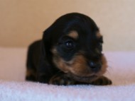 2012.3.11生まれ「ユジンの子」ブラック&クリーム男の子