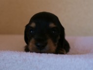 2012.3.11生まれ「ユジンの子」ブラック&クリーム男の子