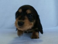 2012.2.29生まれ「ハナビの子」ブラック＆クリーム　女の子　子犬