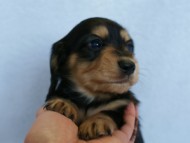 2012.2.29生まれ「ハナビの子」ブラック＆クリーム　女の子　子犬