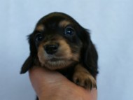 2012.2.29生まれ「ハナビの子」ブラック＆クリーム　女の子　子犬