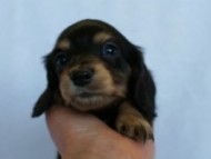 2012.2.29生まれ「ハナビの子」ブラック＆クリーム　女の子　子犬