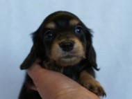 2012.2.29生まれ「ハナビの子」ブラック＆クリーム　女の子　子犬