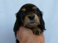 2012.2.29生まれ「ハナビの子」ブラック＆クリーム　女の子　子犬