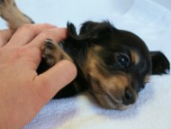 2012.2.29生まれ「ハナビの子」ブラック＆クリーム　女の子　子犬