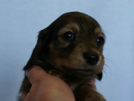 2012.2.29生まれ「ハナビの子」シューデットクリーム　男の子　子犬