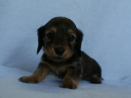 2012.2.29生まれ「ハナビの子」シューデットクリーム　男の子　子犬