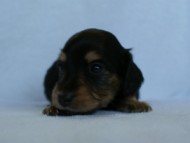 2012.3.5生まれ「エルナの子」ブラック＆タン　男の子　子犬