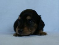 2012.3.5生まれ「エルナの子」ブラック＆タン　男の子　子犬